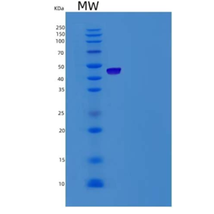 Recombinant Mouse LYVE1 / LYVE-1 Protein (Fc tag)