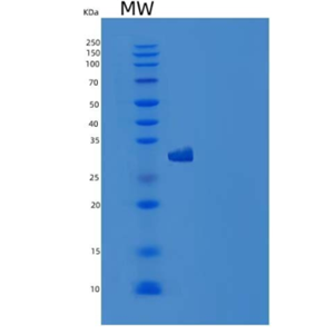 Recombinant Mouse CD34 Protein (His tag)