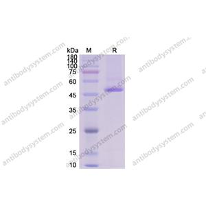 Recombinant Human MMP2, N-His