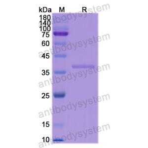 Recombinant Human CD14, N-His