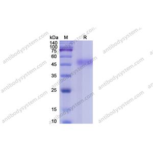 Recombinant Human CD14, C-His