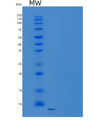 Recombinant Mouse CXCL3 / GRO gamma Protein (His Tag),Recombinant Mouse CXCL3 / GRO gamma Protein (His Tag)