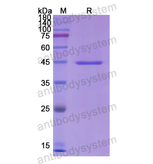 重組CD49e/ITGA5蛋白,Recombinant Human CD49e/ITGA5, N-GST