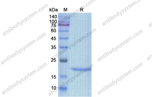 重組IL3蛋白,Recombinant Human IL3, C-His