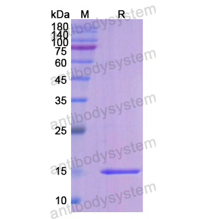 重組F7蛋白,Recombinant Human F7, N-His