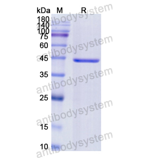 重组CD126/IL6R/IL-6RA蛋白,Recombinant Human CD126/IL6R/IL-6RA, N-His