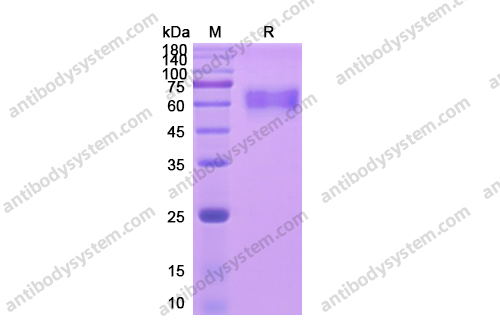 重组CD126/IL6R/IL-6RA蛋白,Recombinant Human CD126/IL6R/IL-6RA, C-His