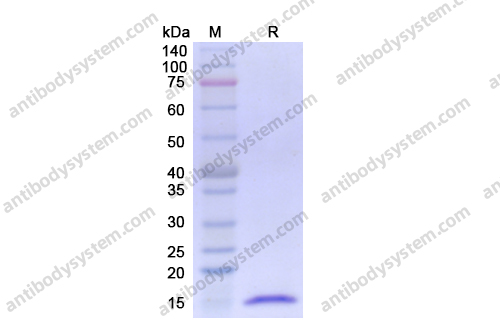 重组FGF2/bFGF蛋白,Recombinant Human FGF2/bFGF, C-His