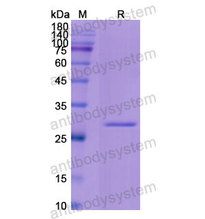 重组FGF2蛋白,Recombinant Human FGF2, N-SUMO