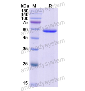 重組CELA3A蛋白,Recombinant Human CELA3A, N-GST