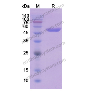 重组ENO2/NSE蛋白,Recombinant Human ENO2/NSE, N-His