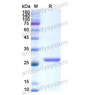 重組GSTA2蛋白,Recombinant Human GSTA2, N-His