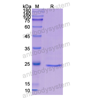 重組CD48蛋白,Recombinant Human CD48, N-His