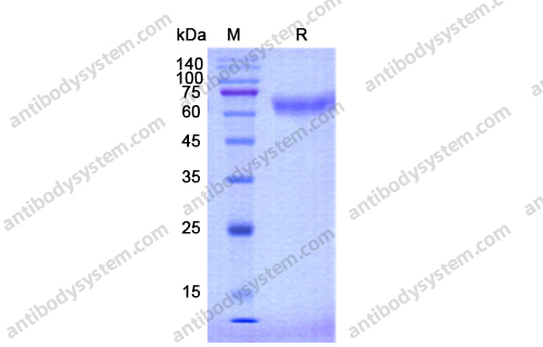 重组CD48蛋白,Recombinant Human CD48, C-Fc