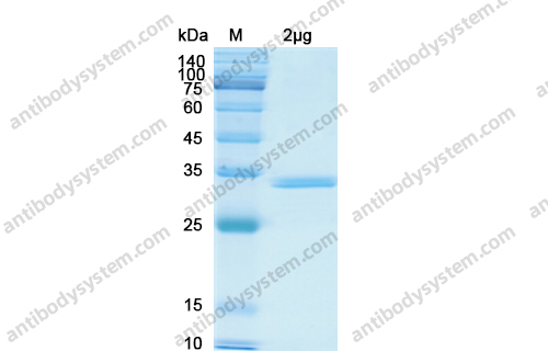重组CXCL1/NAP-3/GRO-alpha蛋白,Recombinant Human CXCL1/NAP-3/GRO-alpha, N-GST