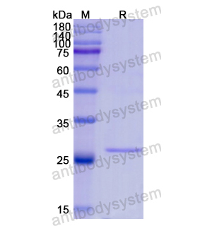 重组HMGB1蛋白,Recombinant Human HMGB1, N-His