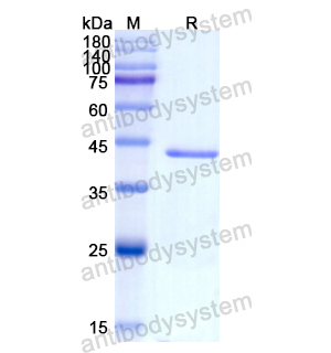 重组PAEP蛋白,Recombinant Human PAEP, N-GST