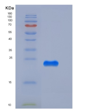 Recombinant Mouse CREG / CREG1 Protein (His tag),Recombinant Mouse CREG / CREG1 Protein (His tag)