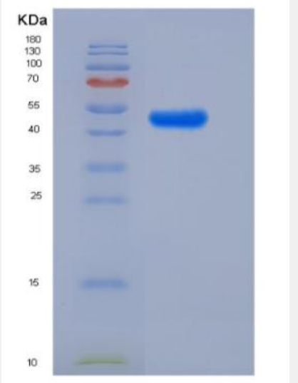 Recombinant Human LILRA5/CD85 Protein (Fc Tag),Recombinant Human LILRA5/CD85 Protein (Fc Tag)