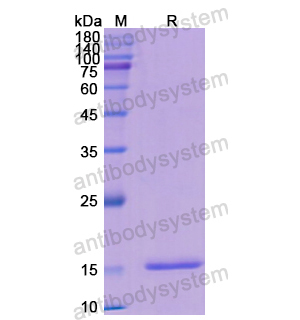 重組INHBB蛋白,Recombinant Human INHBB, N-His