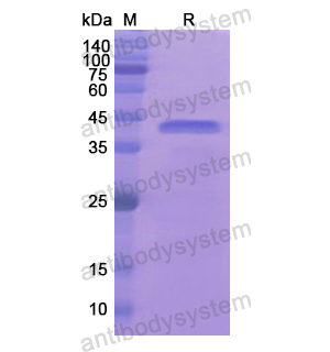 重組HNRNPA1蛋白,Recombinant Human HNRNPA1, N-His