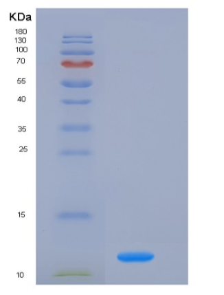 Recombinant Mouse FKBP12 / FKBP1A Protein (His tag),Recombinant Mouse FKBP12 / FKBP1A Protein (His tag)