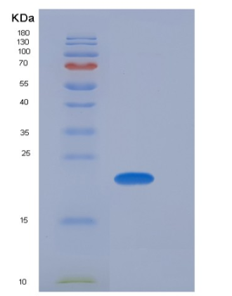 Recombinant Mouse SDF2 / SDF-2 Protein (His tag),Recombinant Mouse SDF2 / SDF-2 Protein (His tag)