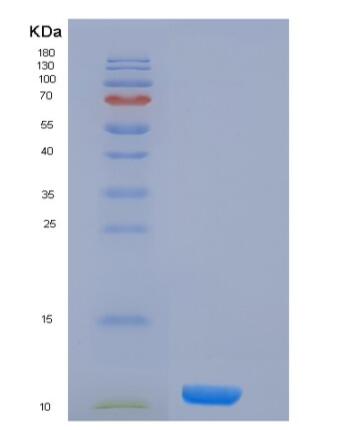 Recombinant Human Histone H4 / HIST2H4A Protein,Recombinant Human Histone H4 / HIST2H4A Protein