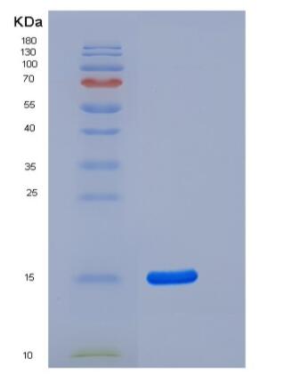 Recombinant Human Mucin-1 / MUC-1 Protein,Recombinant Human Mucin-1 / MUC-1 Protein