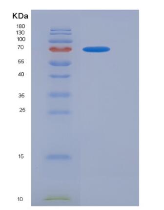 Recombinant Mouse CD3D & CD3E Heterodimer Protein,Recombinant Mouse CD3D & CD3E Heterodimer Protein