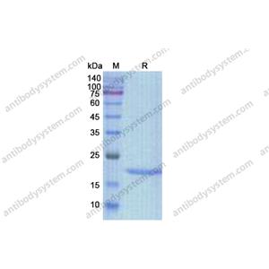 重組IL3蛋白,Recombinant Human IL3, C-His