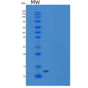 Recombinant Human NCR3 / NKp300 Protein (His tag)