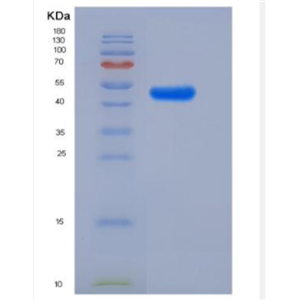 Recombinant Human LILRA5/CD85 Protein (Fc Tag),Recombinant Human LILRA5/CD85 Protein (Fc Tag)