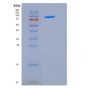 Recombinant Human STXBP3 / UNC-18C Protein (His & GST tag),Recombinant Human STXBP3 / UNC-18C Protein (His & GST tag)