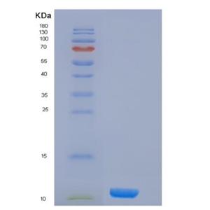 Recombinant Human Histone H4 / HIST2H4A Protein