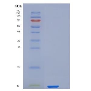 Recombinant Human IL-8 / CXCL8 Protein (aa 28-99).