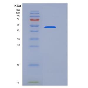 Recombinant Human CD33 / Siglec-3 Protein (Fc tag)