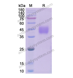 重组TACSTD2/TROP2蛋白,Recombinant Human TACSTD2/TROP2, C-His