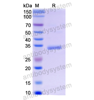 重組NPS蛋白,Recombinant Human NPS, N-GST