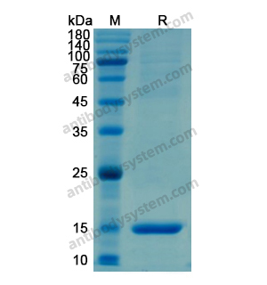 重组SAA1蛋白,Recombinant Human SAA1, N-His