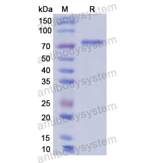 重組HSPA1A蛋白,Recombinant Human HSPA1A, N-His