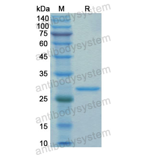重组GZMB蛋白,Recombinant Human GZMB, N-His