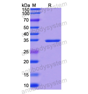 重組CCL3/MIP-1-alpha蛋白,Recombinant Human CCL3/MIP-1-alpha, N-GST