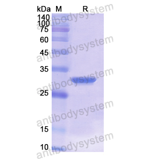 重組HLA-C蛋白,Recombinant Human HLA-C, N-His