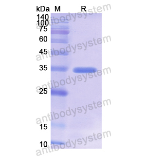 重组ACR蛋白,Recombinant Human ACR, N-His