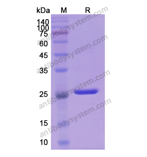 重组BCL2蛋白,Recombinant Human BCL2, C-His