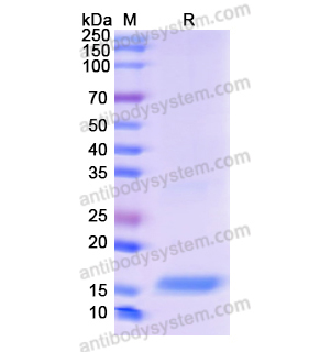 重组TGFB3蛋白,Recombinant Human TGFB3, N-His