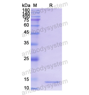 重組MGST1蛋白,Recombinant Human MGST1, N-His