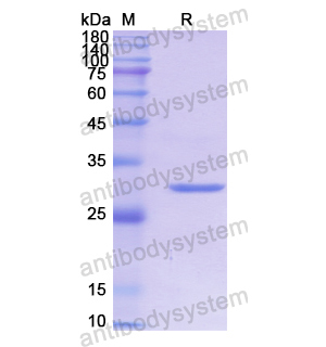 重組CYP2D6蛋白,Recombinant Human CYP2D6, N-His