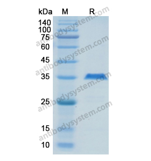 重组MAPT/Tau/PHF-tau蛋白,Recombinant Human MAPT/Tau/PHF-tau, N-His